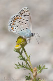 Groot Tragantblauwtje - Eschers Blue - Polyommatus escheri