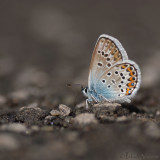 Heideblauwtje - Silver-studded Blue - Plebejus argus