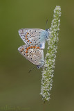 Groot Tragantblauwtje - Eschers Blue - Polyommatus escheri