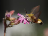 Glasvleugelpijlstaart - Hemaris fuciformis - Broad-bordered Bee Hawk-moth