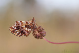 Paarse Parelmoervlinder - Weavers Fritillary - Boloria dia
