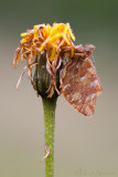 Bergparelmoervlinder - Mountain Fritillary - Boloria napaea