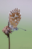 Bleek Blauwtje - Chalkhill Blue - Polyommatus coridon