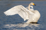 Wilde-Zwaan - Whooper Swan - Cygnus cygnus