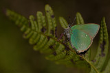 Groentje - Green hairstreak - Callophrys rubi