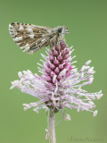 Aardbeivlinder - Grizzled Skipper - Pyrgus malvae