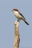 Roodkopklauwier - Woodchat Shrike - Lanius senator