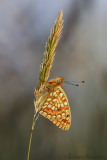Duinparelmoervlinder - Niobe Fritillary - Argynnis niobe 