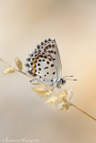 Vetkruidblauwtje - Chequered Blue - Scolitantides orion