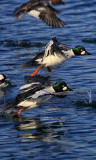 Common Goldeneye (m)