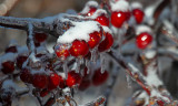 Ice Storm December 13