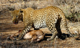 Leopard with Gemsbok calf