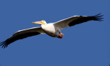 White Pelican