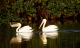 White Pelican