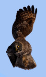 Maneuvering, Great Gray Owl