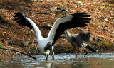 Great Blue Heron fishing with White Stork 