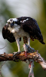 Osprey with channel catfish