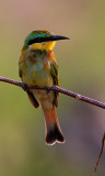 Cinnamon-chested bee-eater, Tanzania