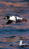 Common-goldeneye, Canada