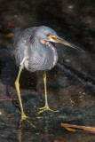 Tricolored Heron