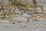 Piping Plover