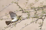 AMR_04042014_EB Warbler_7935.jpg