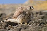 AMR_09062014_L_Kestrel_9956.jpg