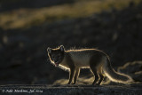 AMR_16072014_ fox_3105.jpg