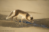 AMR_16072014_ fox_3206.jpg