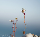 AMR_14072014_FLR_3362.jpg