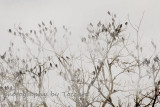 Crows in fog