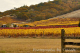 Fall vines hill 