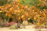 Golden maple leaves
