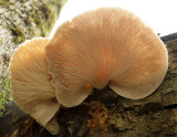 Mushrooms on Log