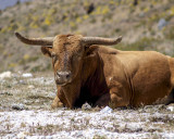 Bull at Horse Thief Ranch
