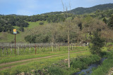 Kunde vineyard with owl box and creek