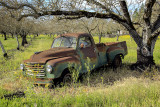 Old Rusty Pick Up in Orchard