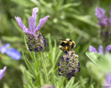 Honey bee on lavender 2