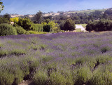  Lavender fields white tent vista 