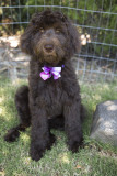 Purples First Grooming