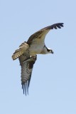 Osprey with fish