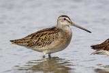 Short-billed Dowitcher.jpg