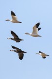 Snow Geese (white and blue phase) and Rosss Goose