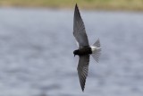 Black Tern Jessies Lake.jpg