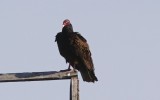 Turkey Vulture.jpg