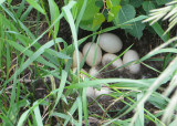 Mallard eggs in nest