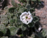 Silene corsica 