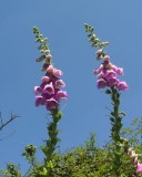 Digitalis purpurea  - Digitale - Tzacca tzacca 