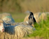 Cornacchia - Corvus corone prepara il nido con pura lana vergine