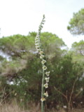 Spiranthes autumnalis - Orchidea dautunno 